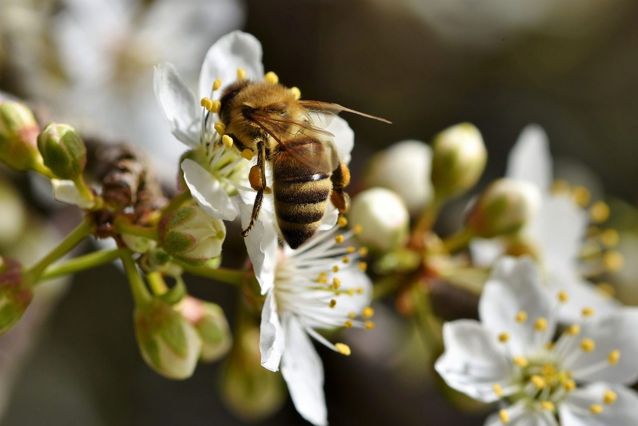10,000 Irish people call for synthetic pesticides to be phased out