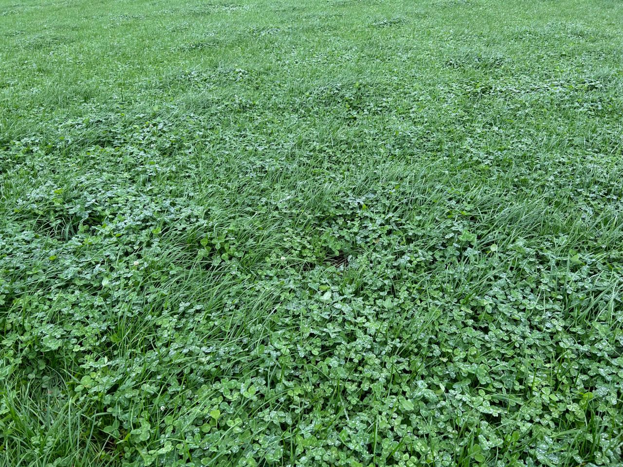 Learning how to manage clover in grassland swards