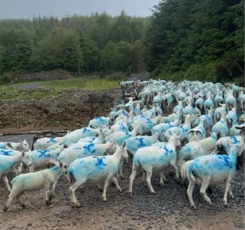 'No track or trace' of 50 sheep missing from Kilkenny farm