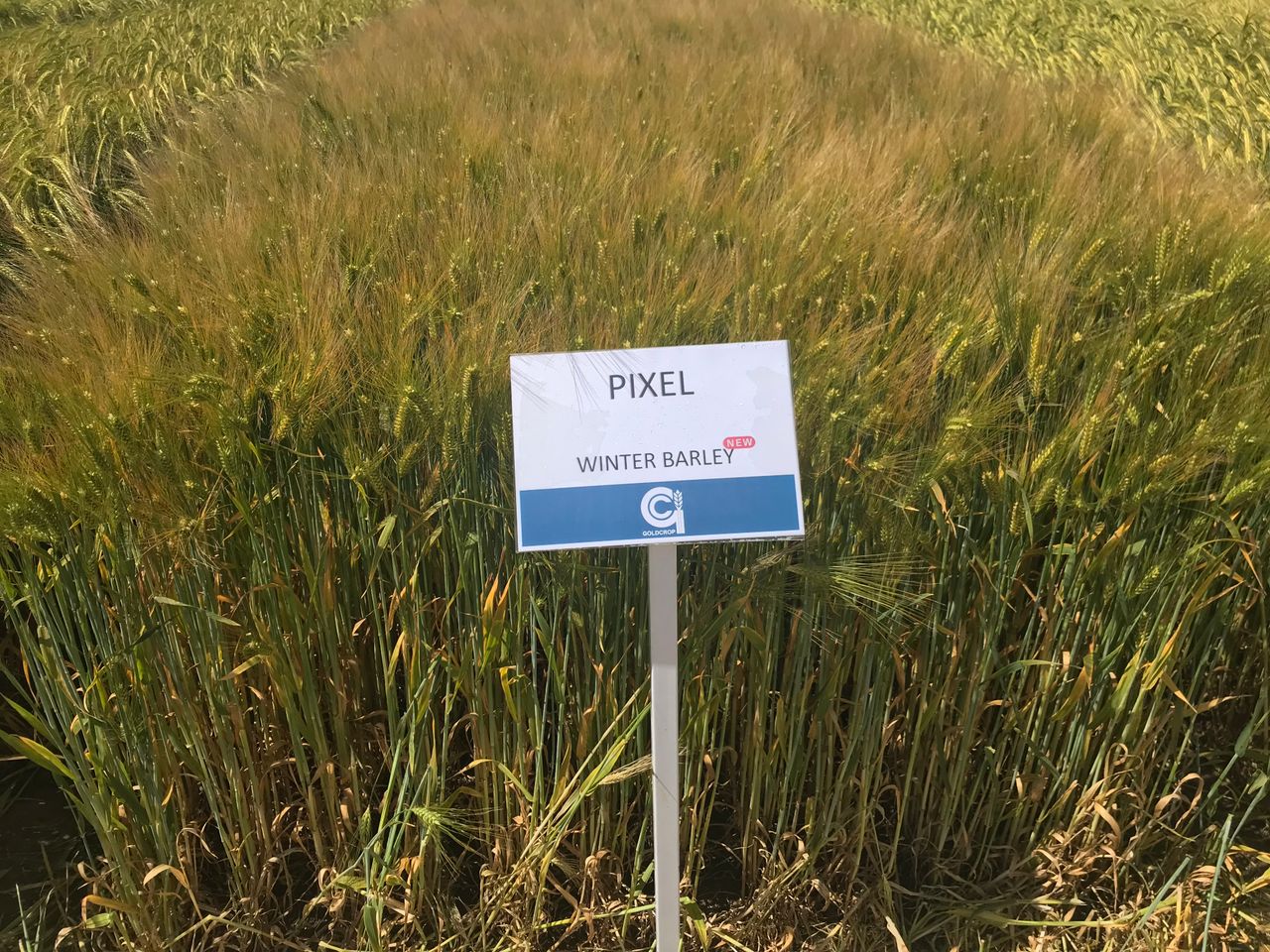 Did winter malting varieties make the cut on protein?