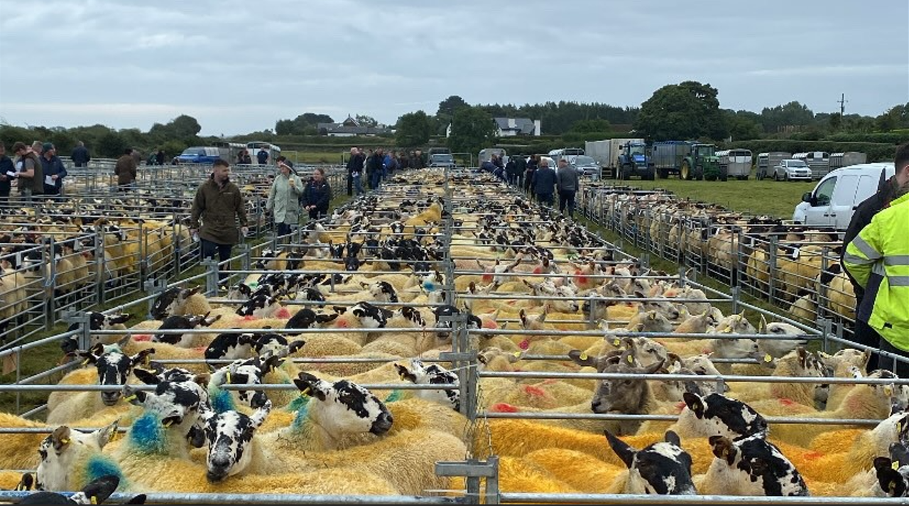 Cheviot hoggets reach €530/head at Cooley Sheep Breeders' Sale