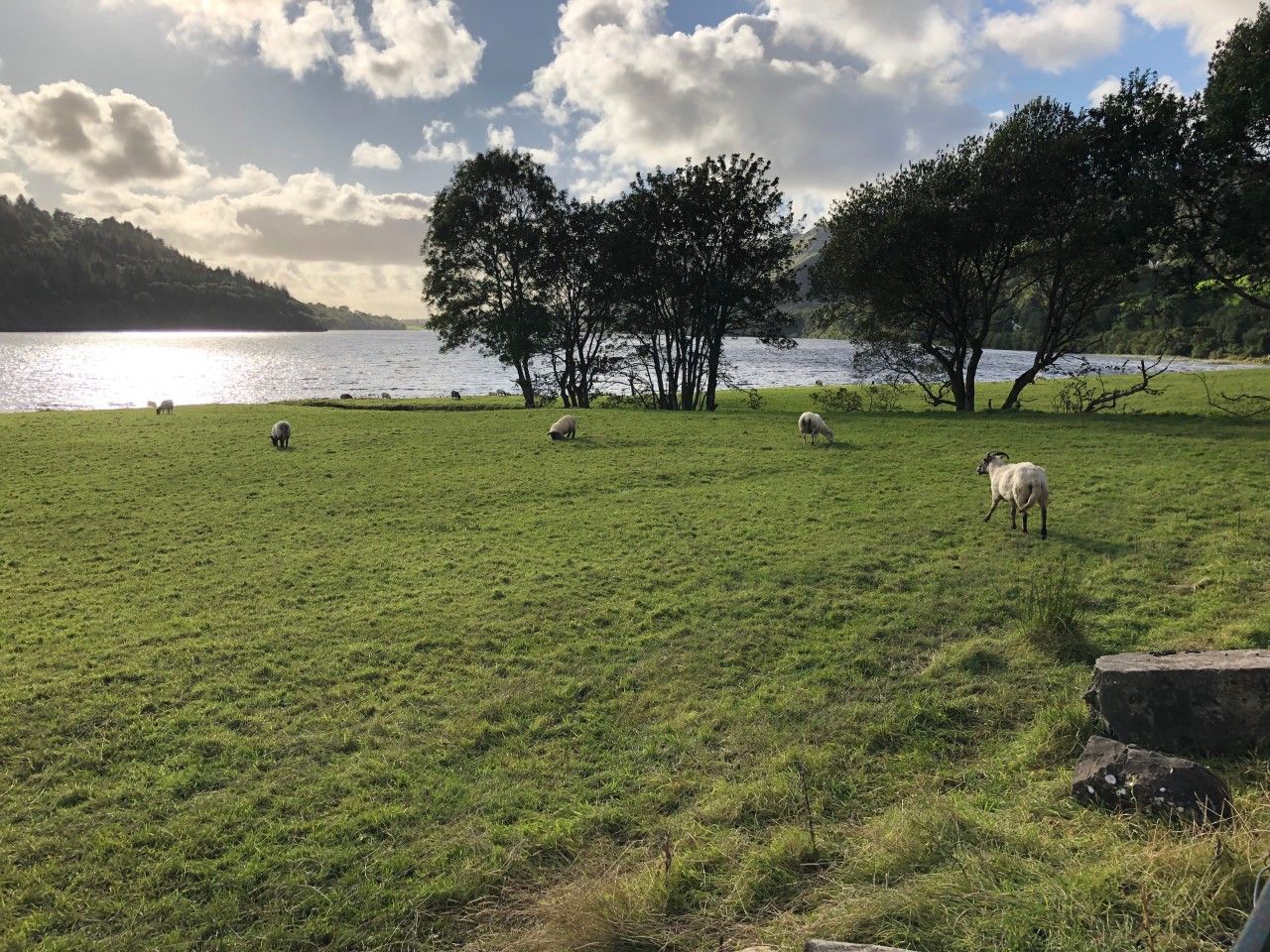 Sheep Conference 2019: ‘Future-Proofing your Sheep Enterprise' starts today