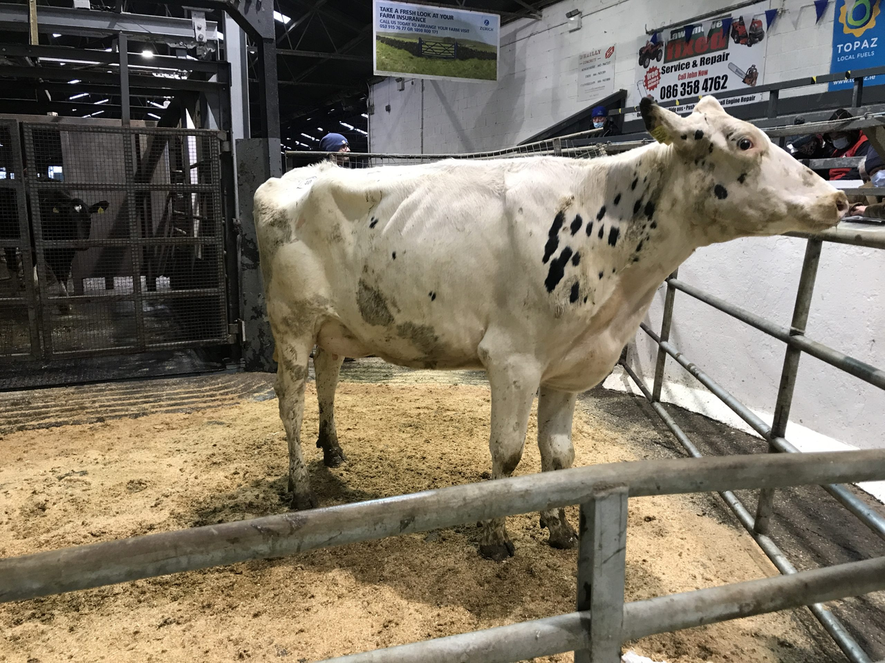 Freshly calved stock in demand at Taaffe Auctions dairy sale