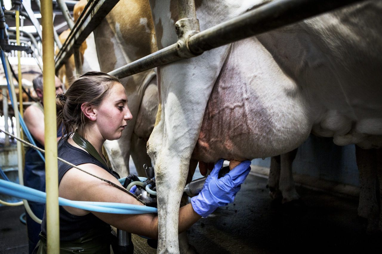 CSO: Domestic milk intake up 61m litres year-on-year in March 2025