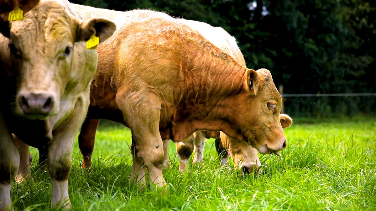 NI BCR scheme 'undermining' traditional grass-based systems - TUV