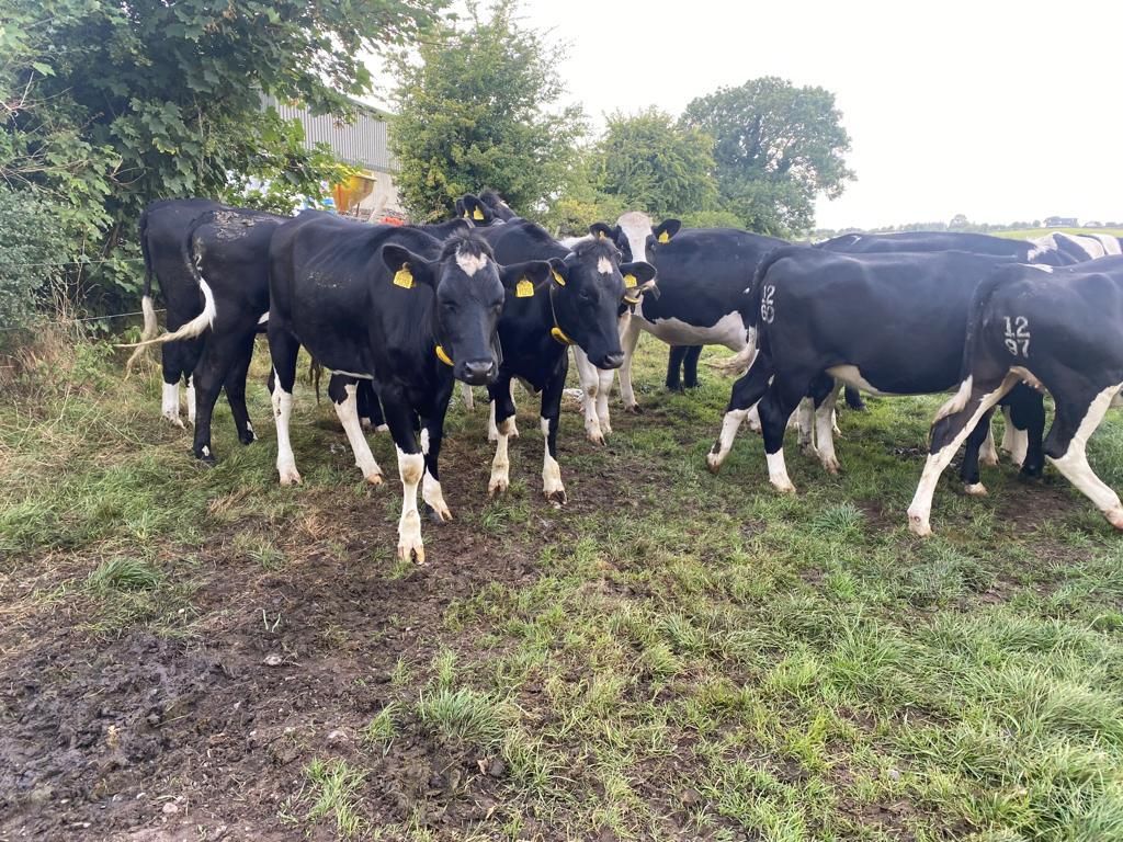 Gardaí investigate theft of 7 in-calf dairy heifers in Roscommon
