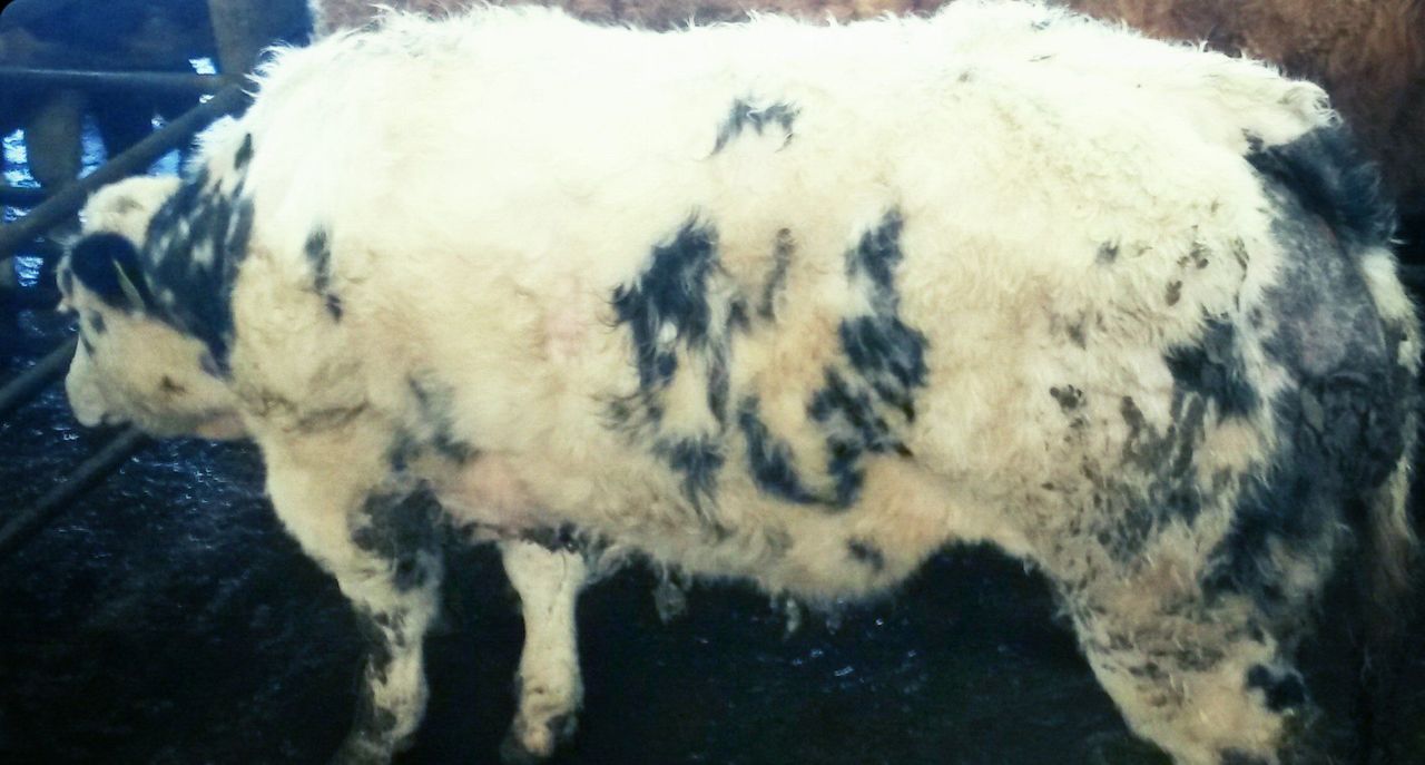 Cattle Marts - Weanlings to the fore with lots selling to €3/kg