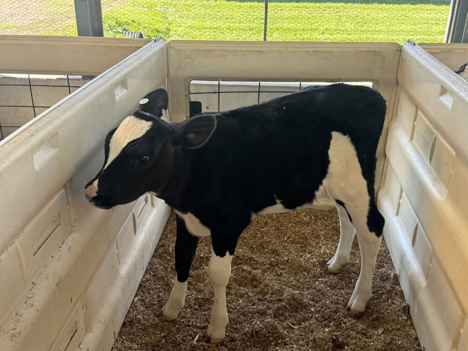 Top price of $12,700 at Showbox Embryo Extravaganza - Agriland.ie