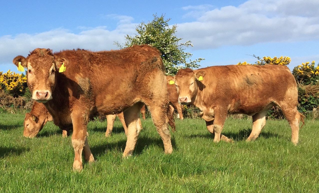 Ireland drops to fifth on EU cattle prices league table