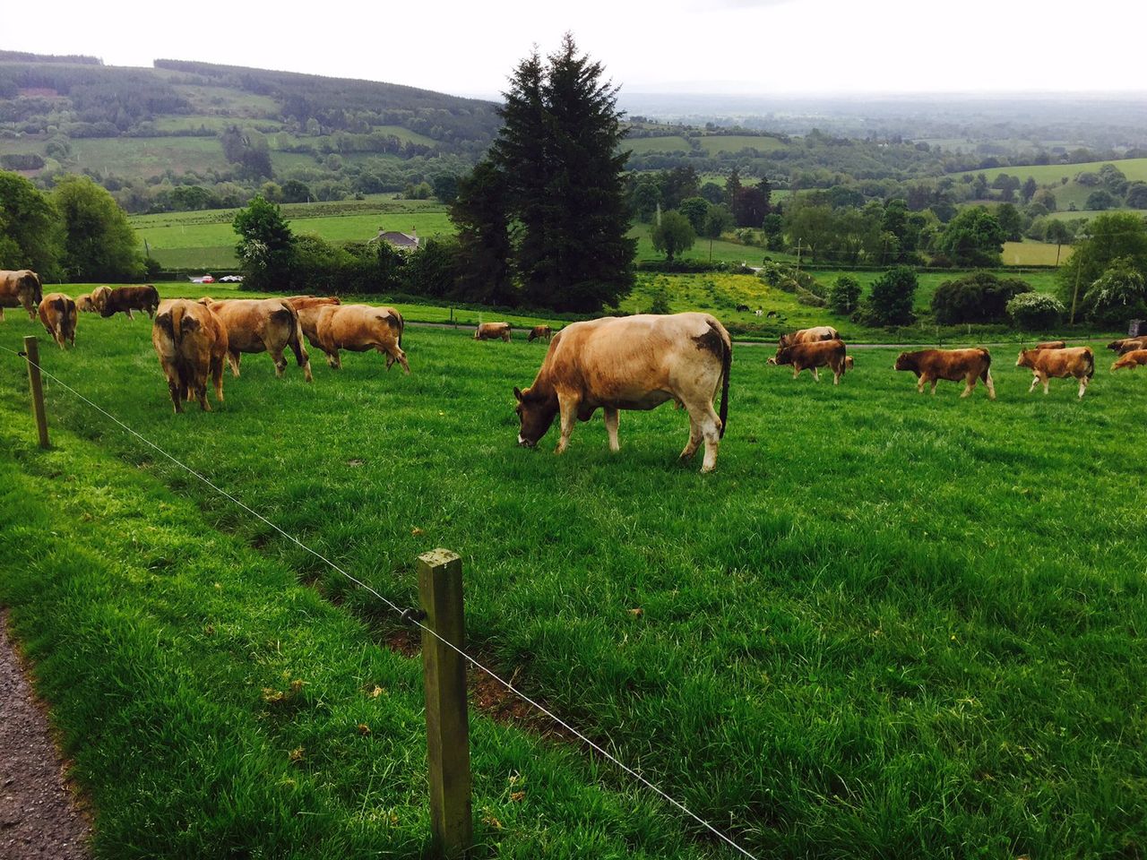 More than 500,000 cows enrolled in Genomics scheme