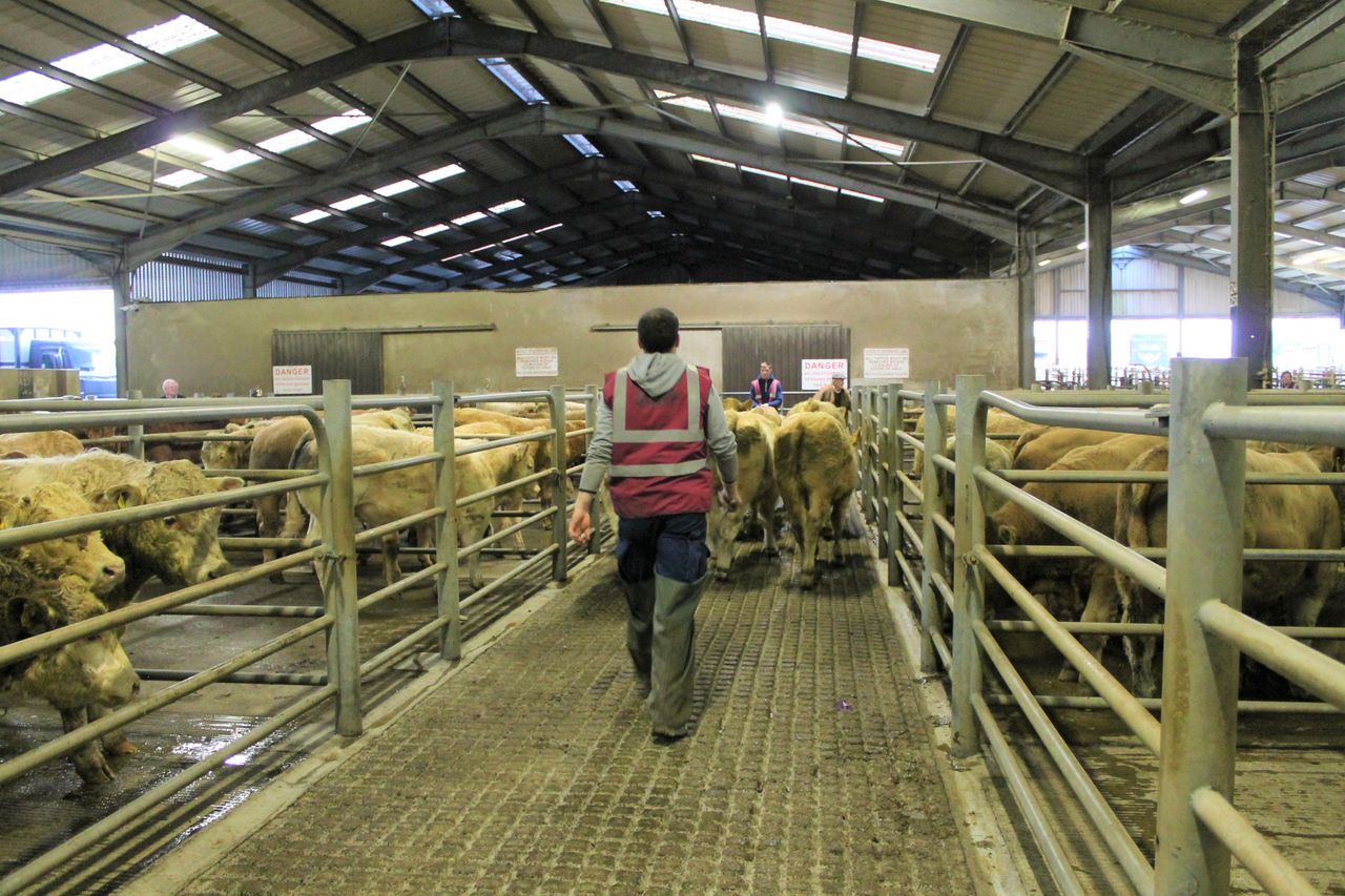 Mart Managers of Ireland to meet department officials
