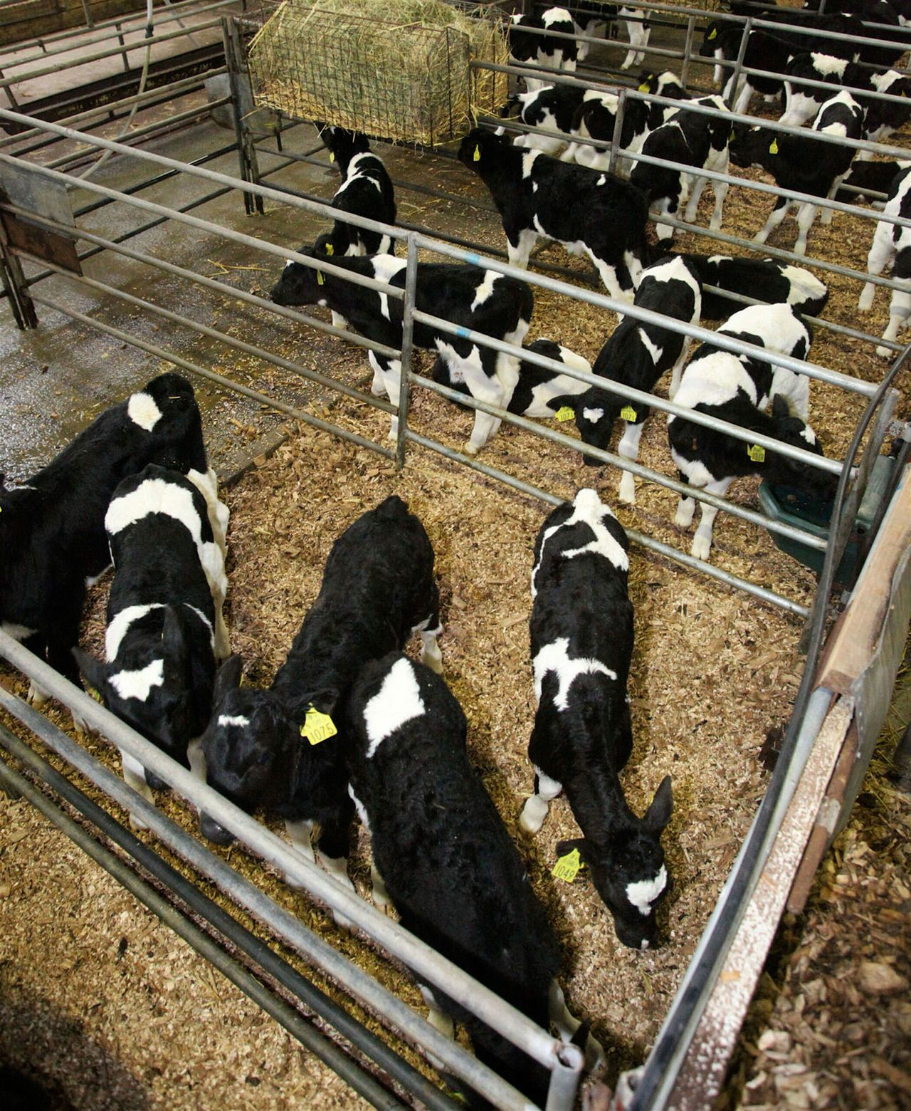 Calf trade: Shipping calves receive a setback in price again