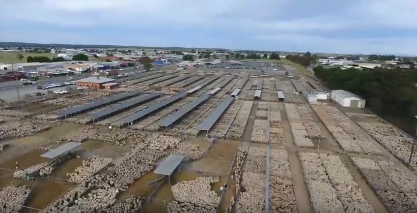 Video: Amazing footage of almost 70,000 sheep at a mart in Australia