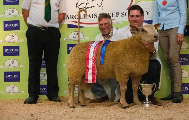 Sheep focus: 'Constantly breeding new bloodlines to produce quality stock'