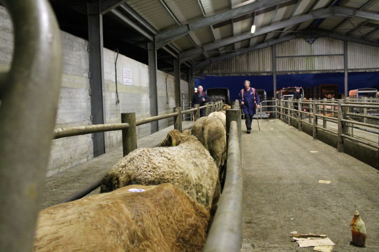 Cattle marts: Wet weather bringing more cattle out
