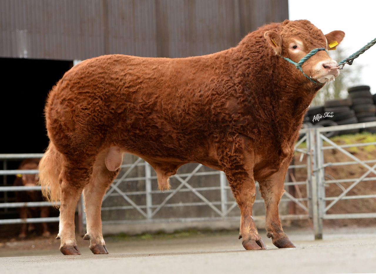 Pics: Spring 2017 Gene Ireland bull team rolled out