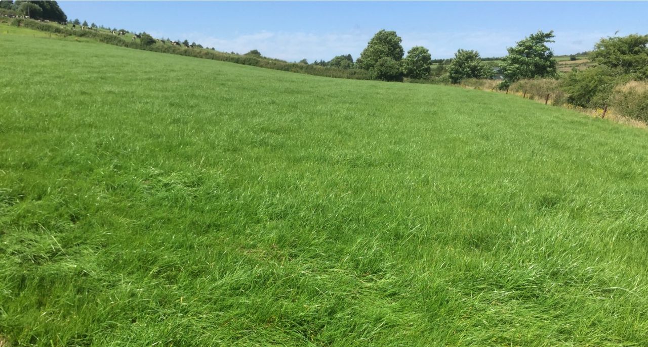 Growth Watch: Maximising graze-outs for April to enhance grass quality