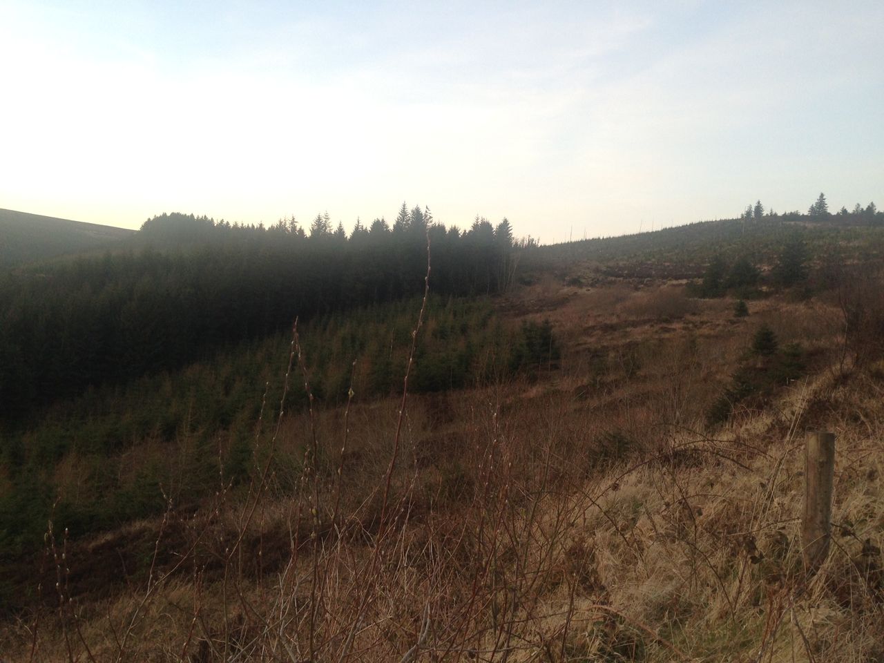 127 valid forestry licence appeals submitted in 2024