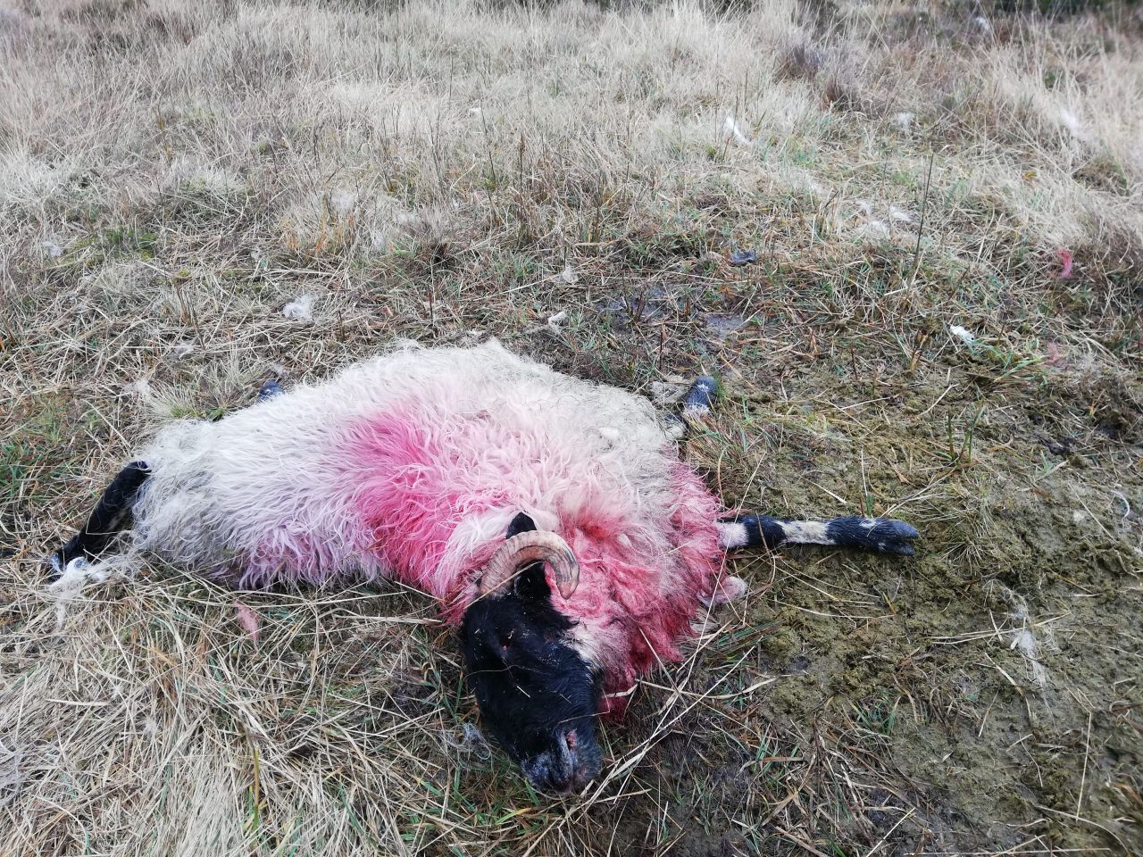Sheep farmer says dog attack has 'affected the whole family'