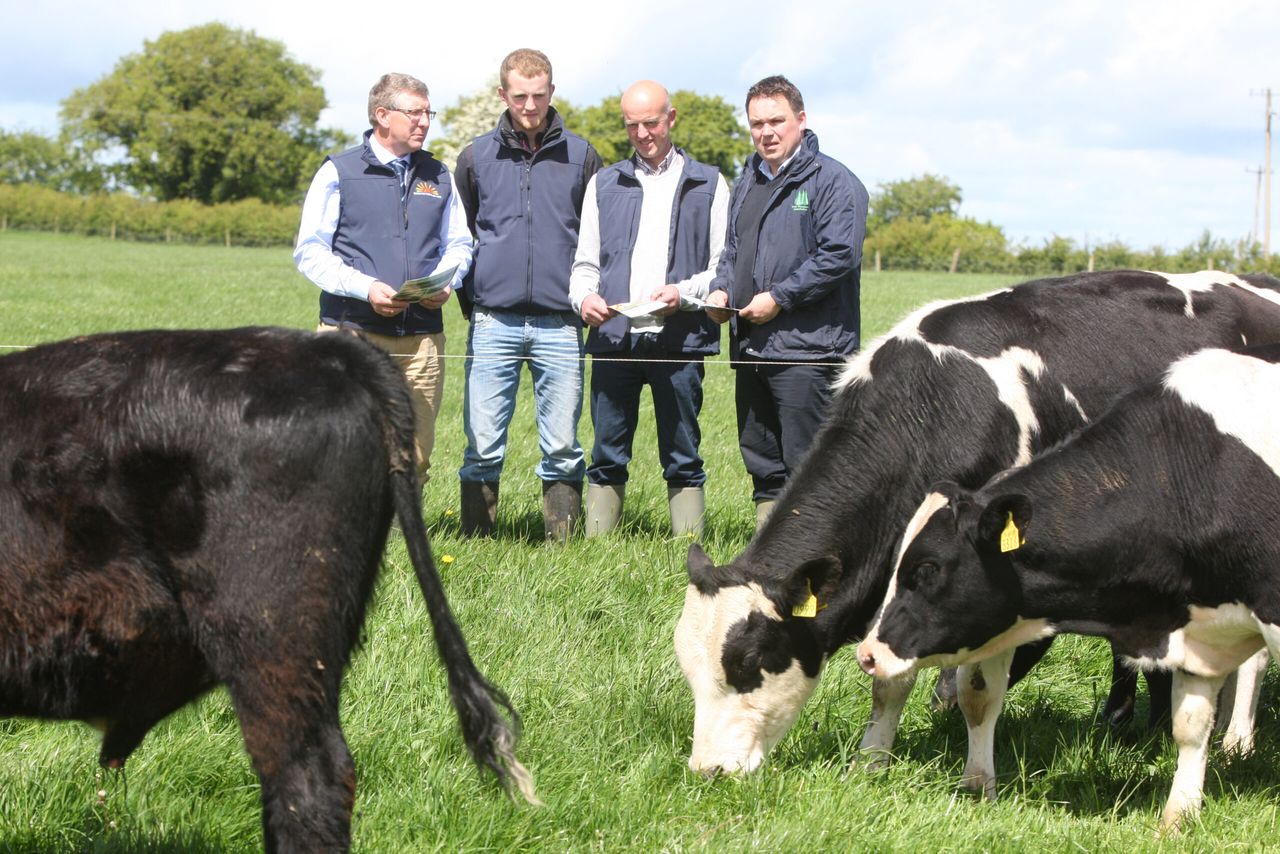 Grassland farm walk to look at profitability of dairy calf to beef production