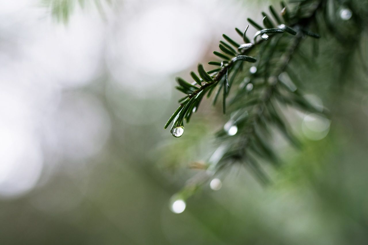 Weather: Wet and blustery but above zero ahead of Christmas