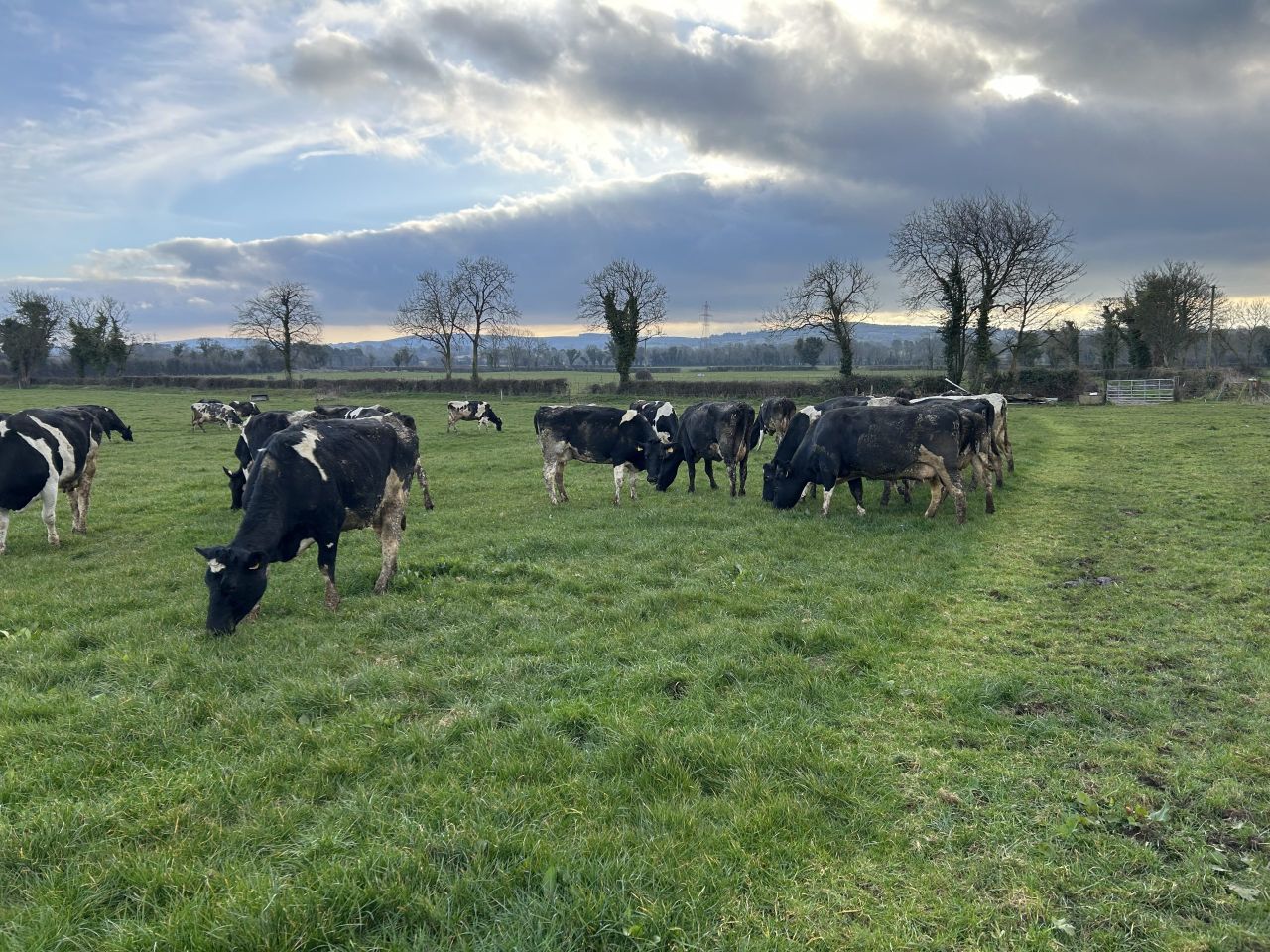 Is spring grazing a possibility yet?