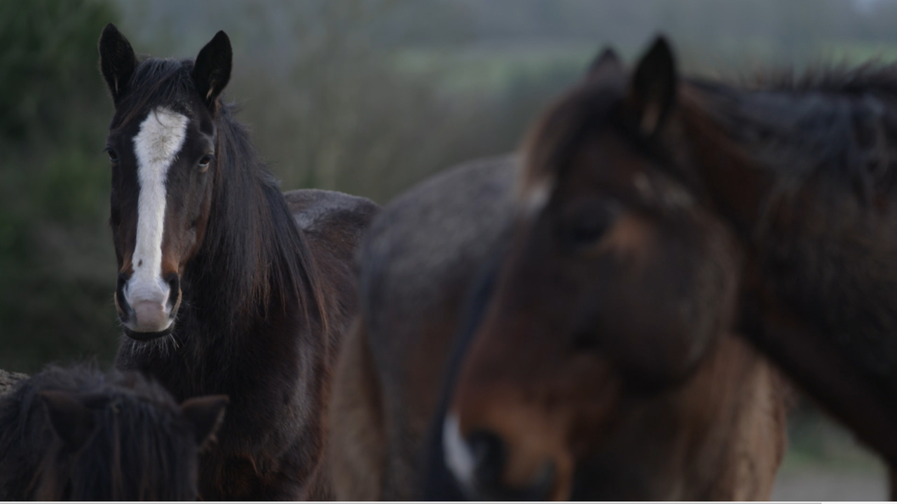 DAFM investigating supply of horses for slaughter