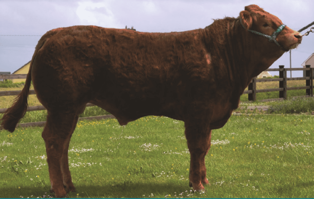 5 Gene Ireland beef bulls for sale