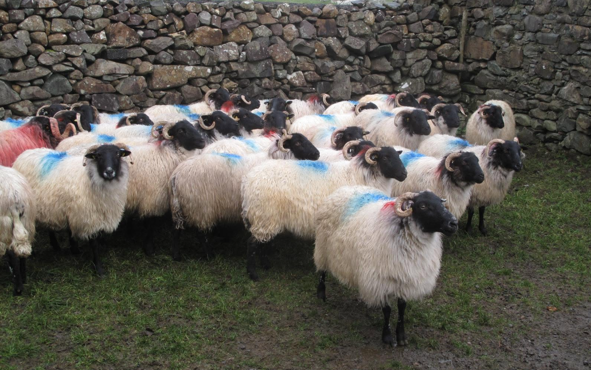 Organic producer group to host inaugural sheep sale at Maam Cross Mart