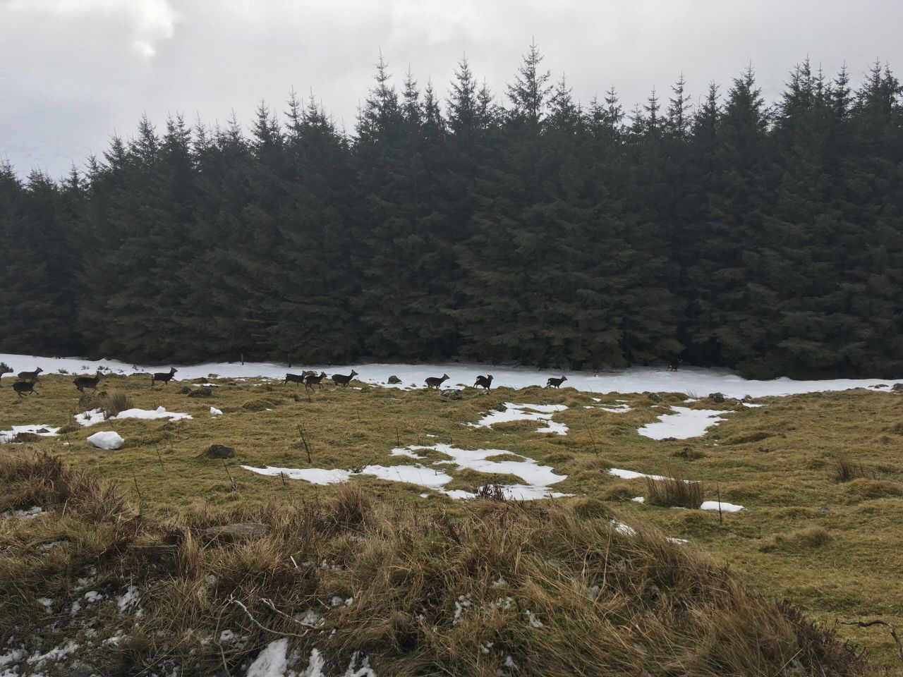 Wicklow 'plague': Farmers call for increased TB testing on deer