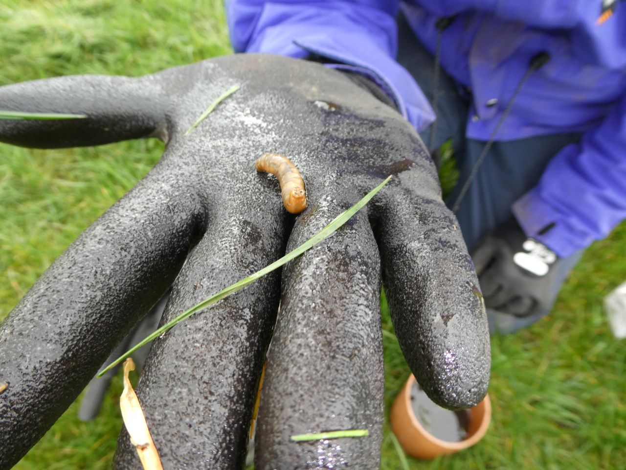 New farm-led research to investigate leatherjacket control strategies