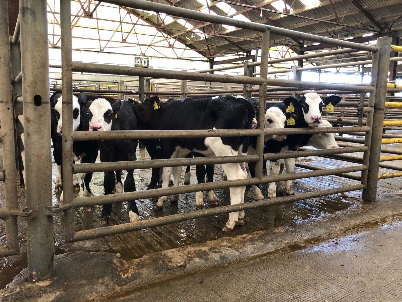 Pics and prices: 'Positive trade' for calves at Enniscorthy Mart