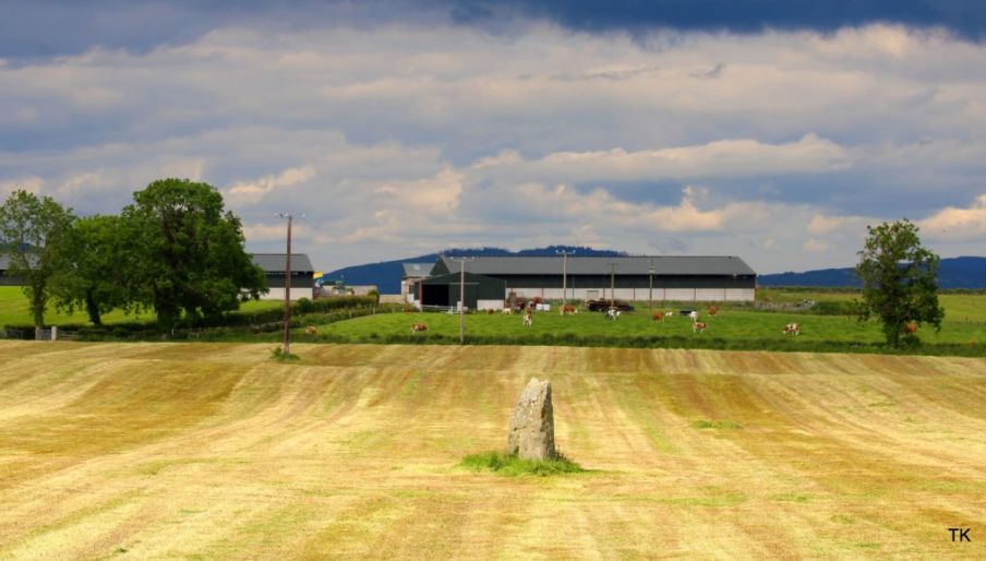 Revisited: Managing a 500-cow suckler herd in Co. Louth