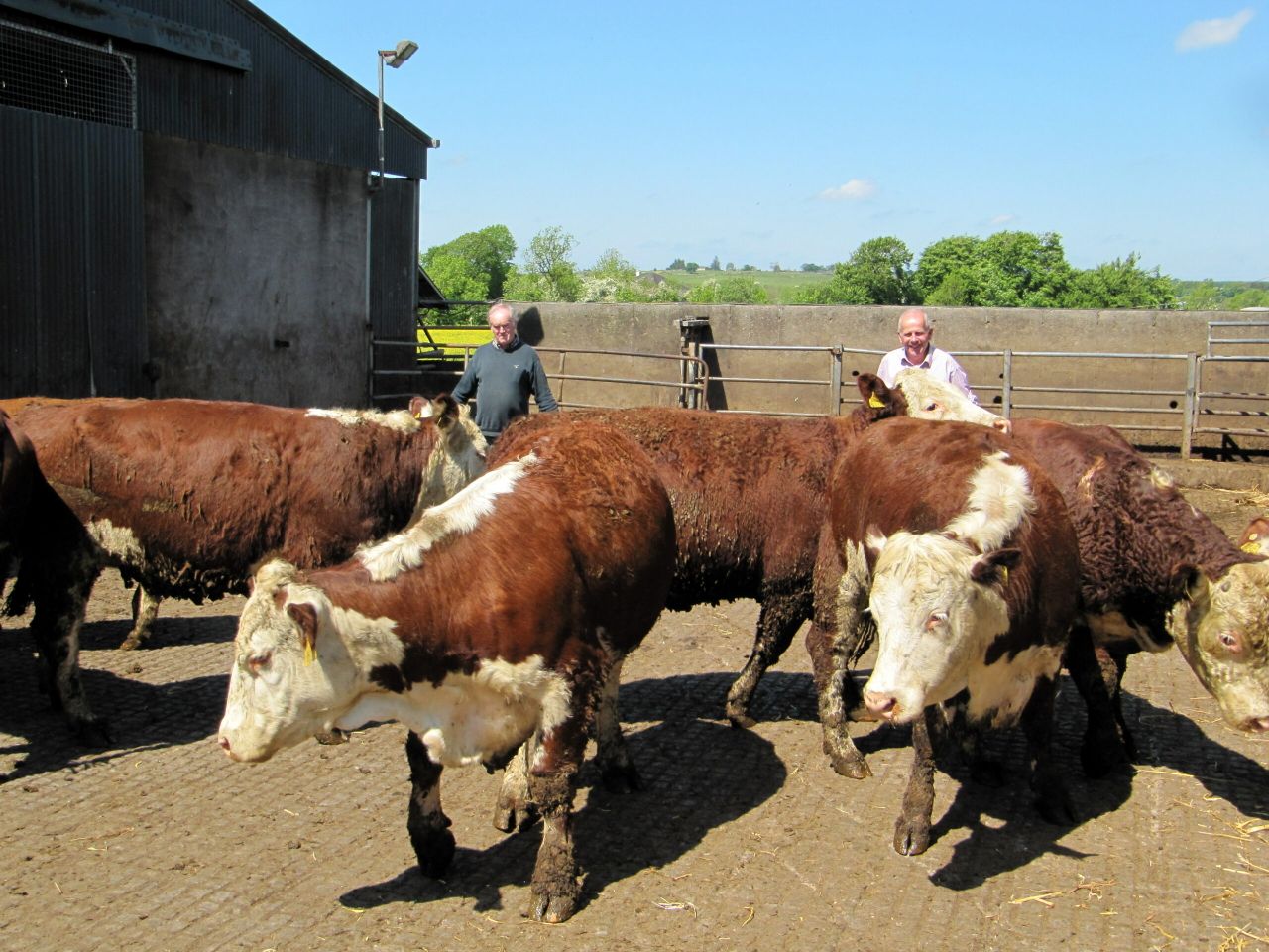Over 100 pedigree Irish Herefords depart for Russia