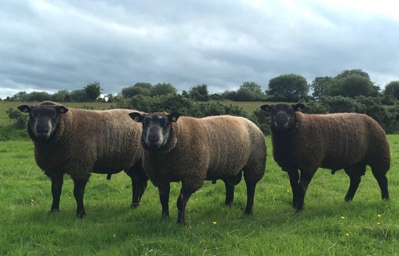 Irish Blue Texel Society to host first ever open day