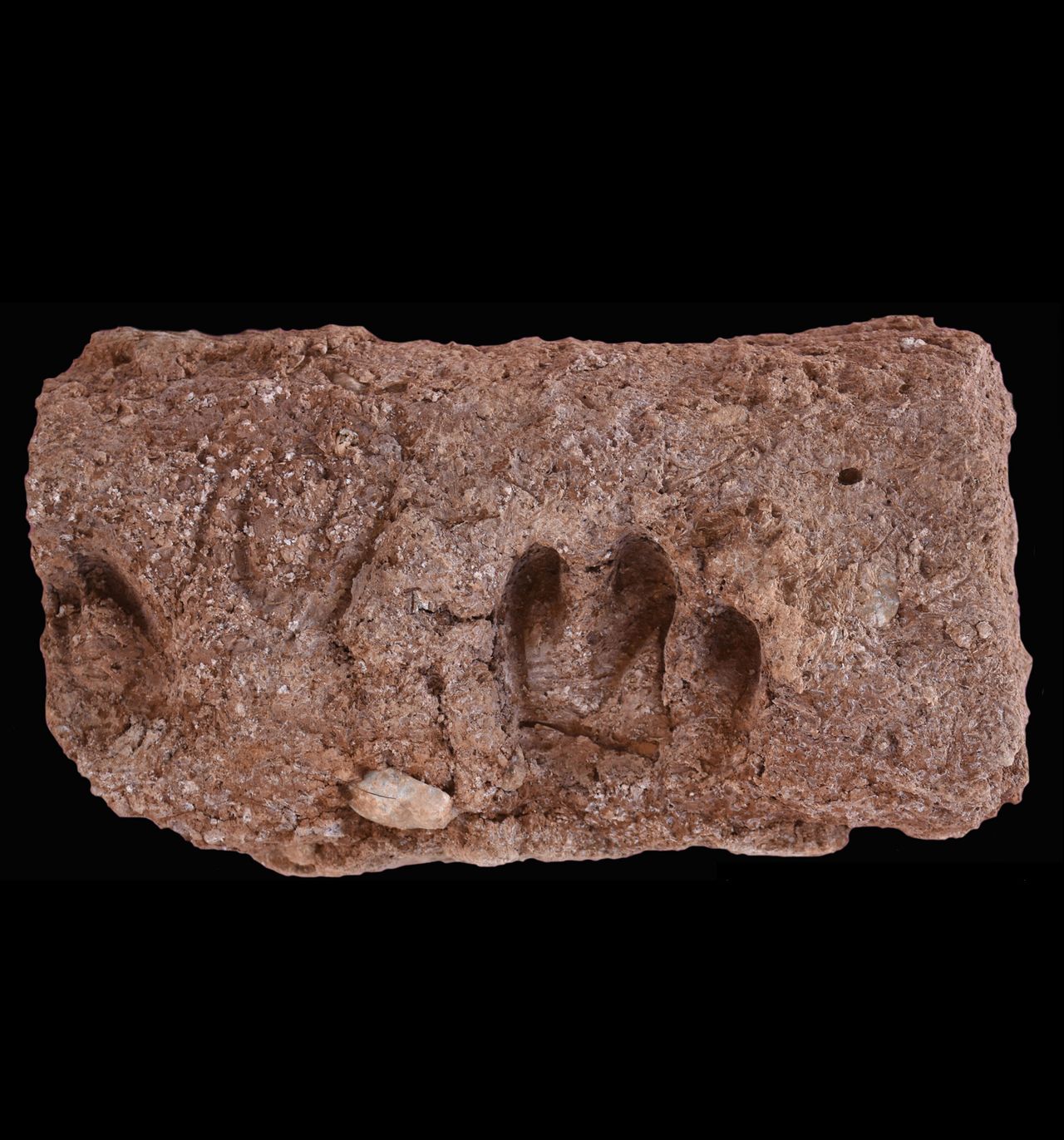 Ancient goat DNA offers insight into genetic legacy of agriculture