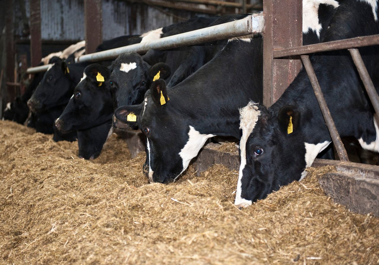 Controlling parasites in cattle during winter