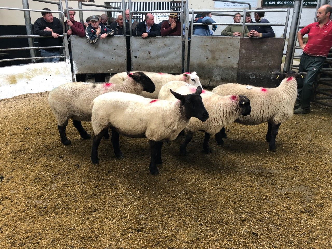 Sheep trade: Base quotes on the rise again, as supplies tighten