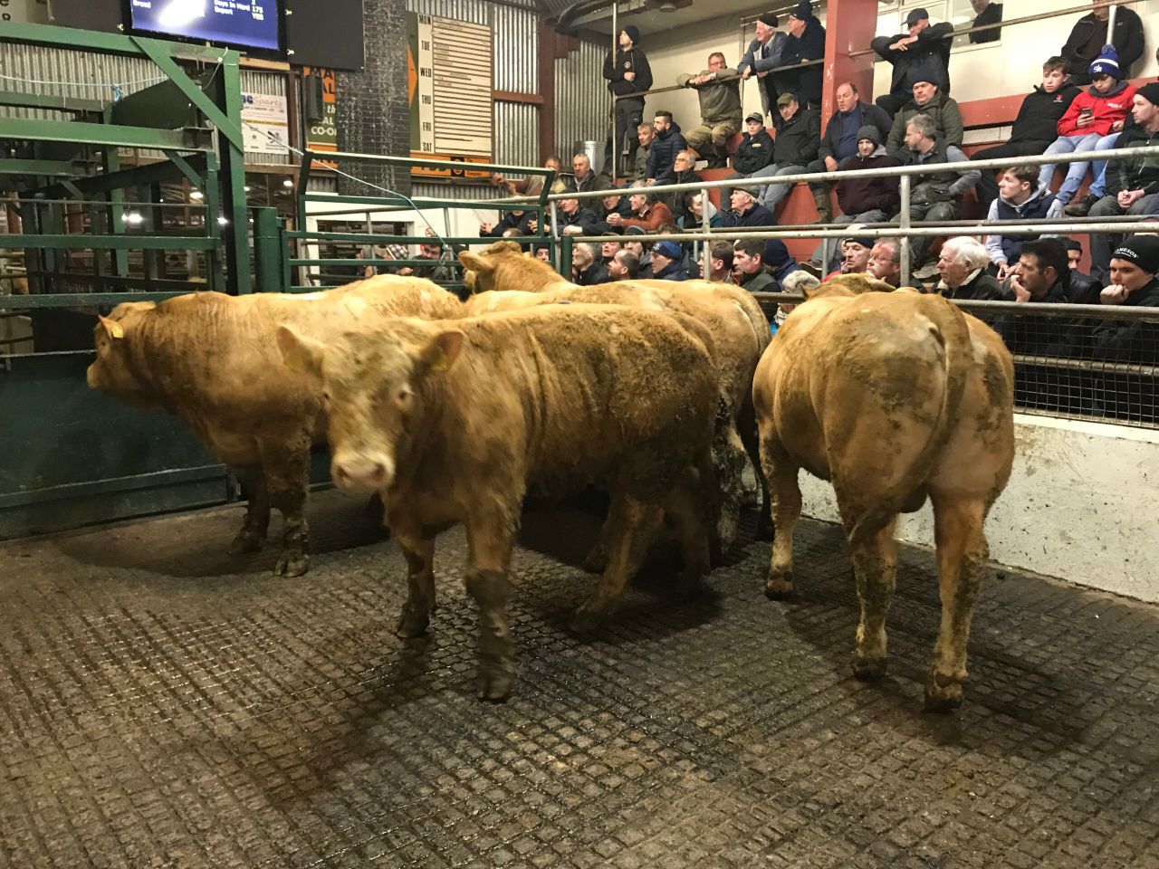 Mart trade: Poor weather fails to dampen ringside positivity