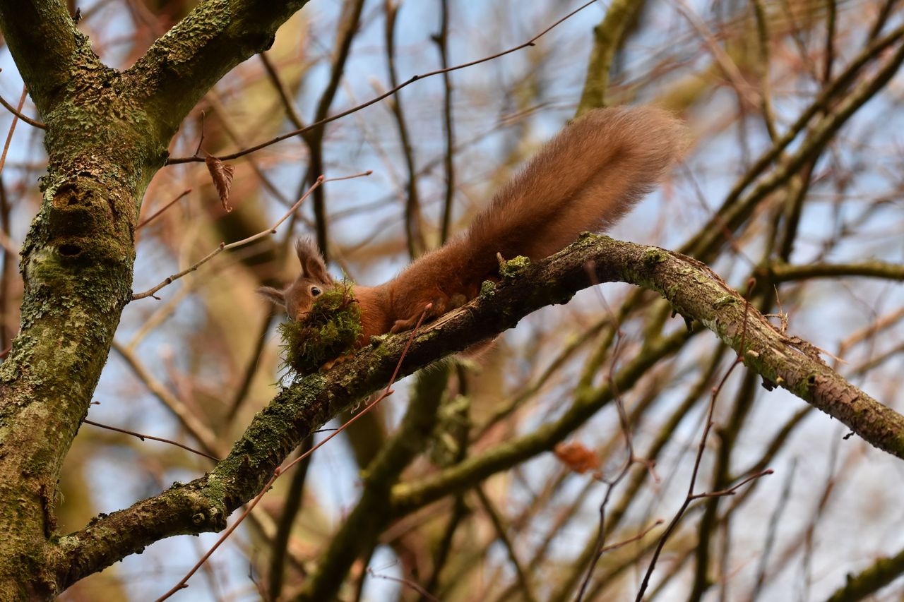 Non-native conifer plantations  may negatively impact red squirrels - study