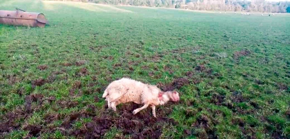 What can farmers do if their sheep are attacked by dogs?
