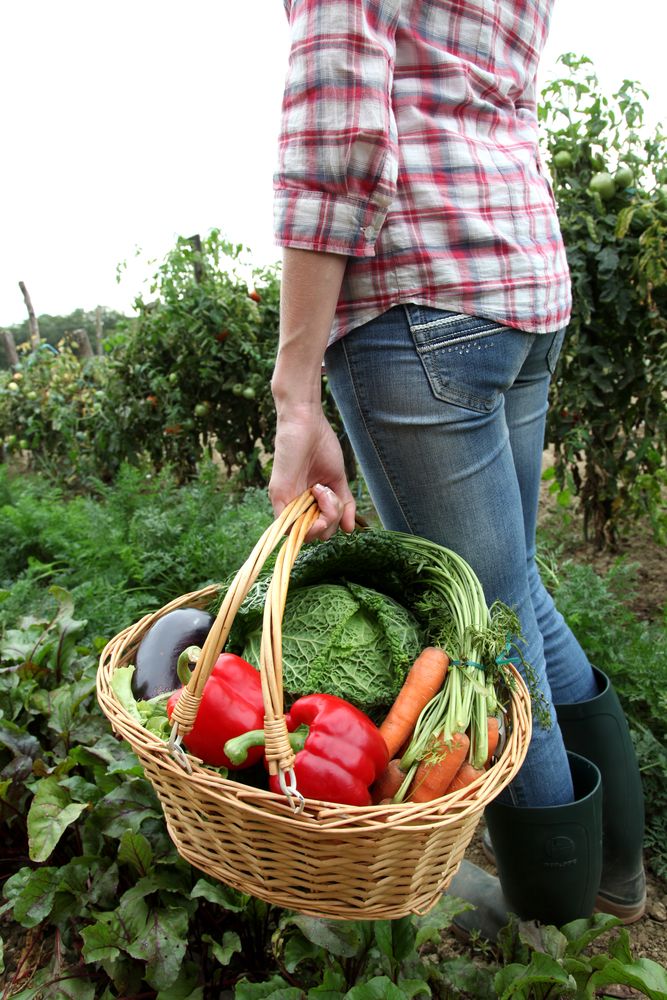 British farms ‘critically short’ of seasonal fruit and veg labour supply