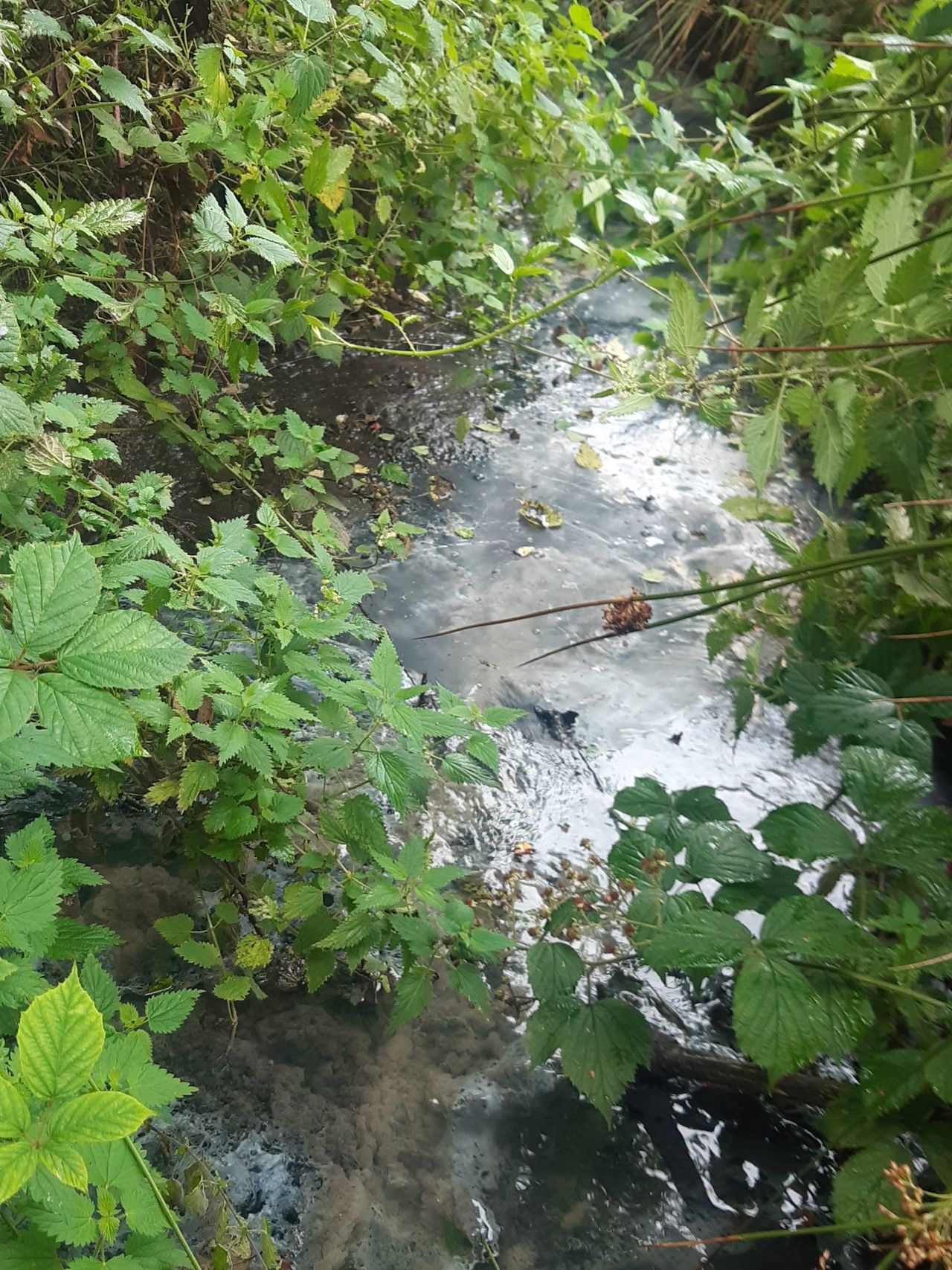 'Pit not fit for purpose': Farmer fined for polluting river with silage effluent