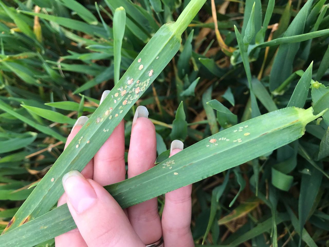 BYDV risk to late sown spring barley crops - Teagasc