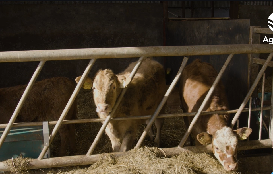 March Animal Health Series: Spotting and preventing coccidiosis