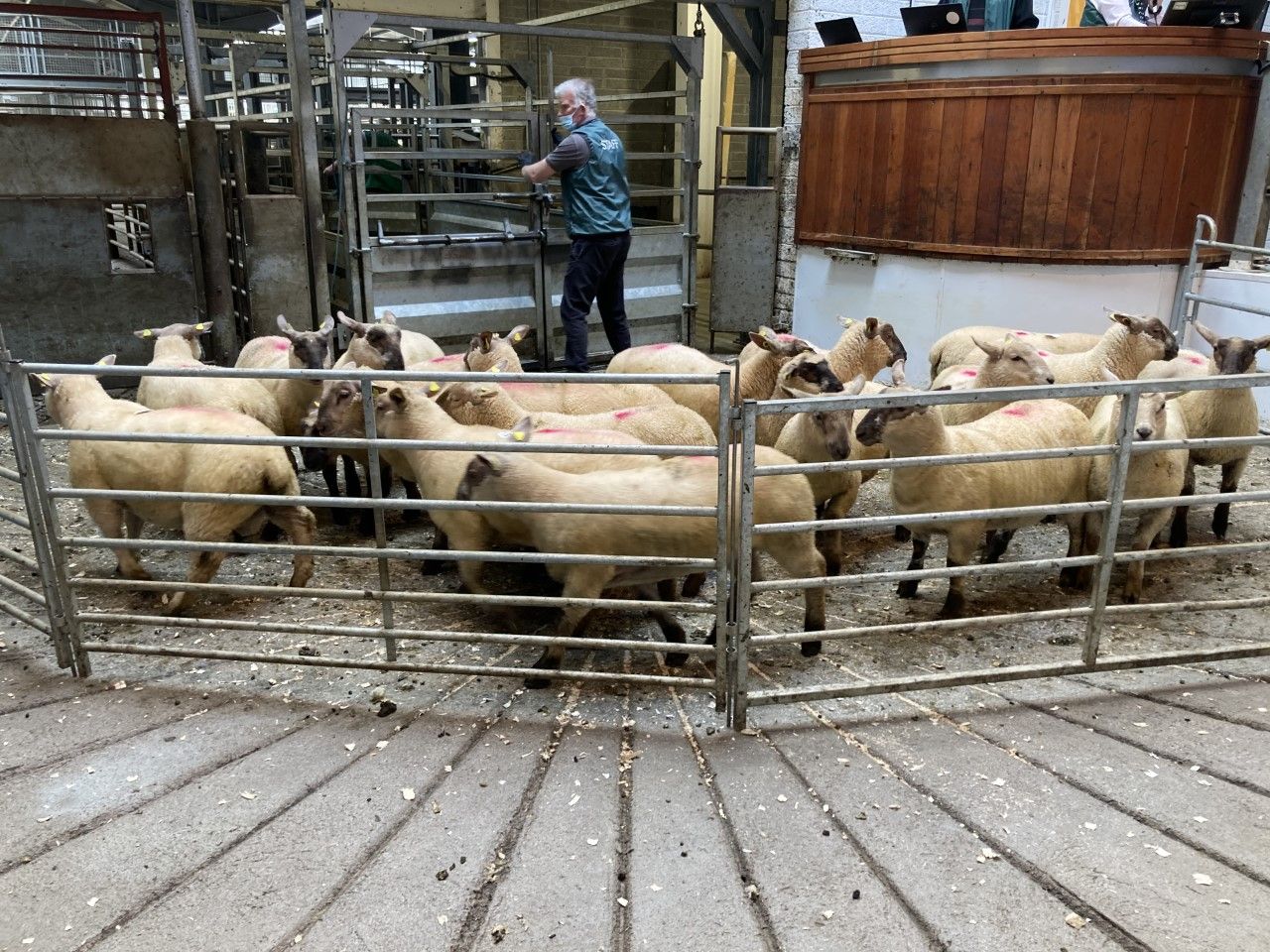 Factory lamb prices take a knock at marts