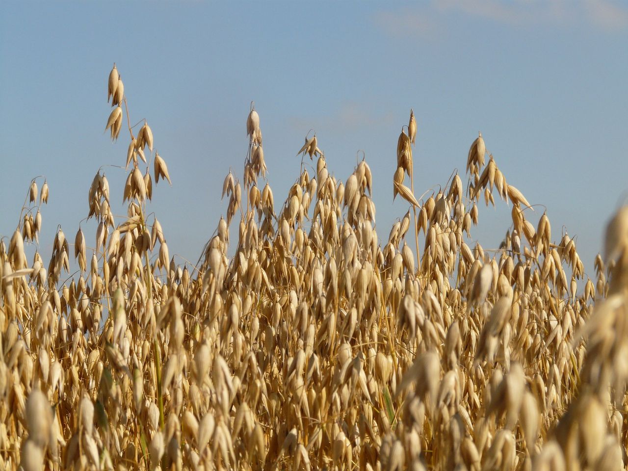 Recommended listing of winter oat varieties for 2025/2026 published