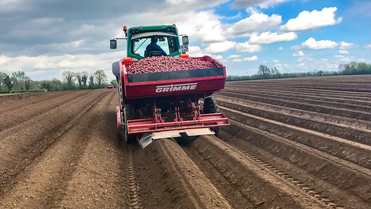 Minister plans funding of €3 million for domestic seed sector