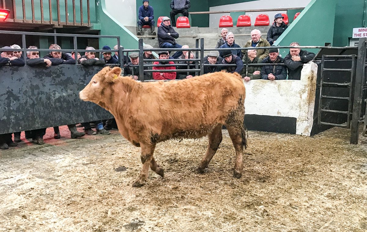 Ballymahon Mart: A larger sale with steady demand for bullocks