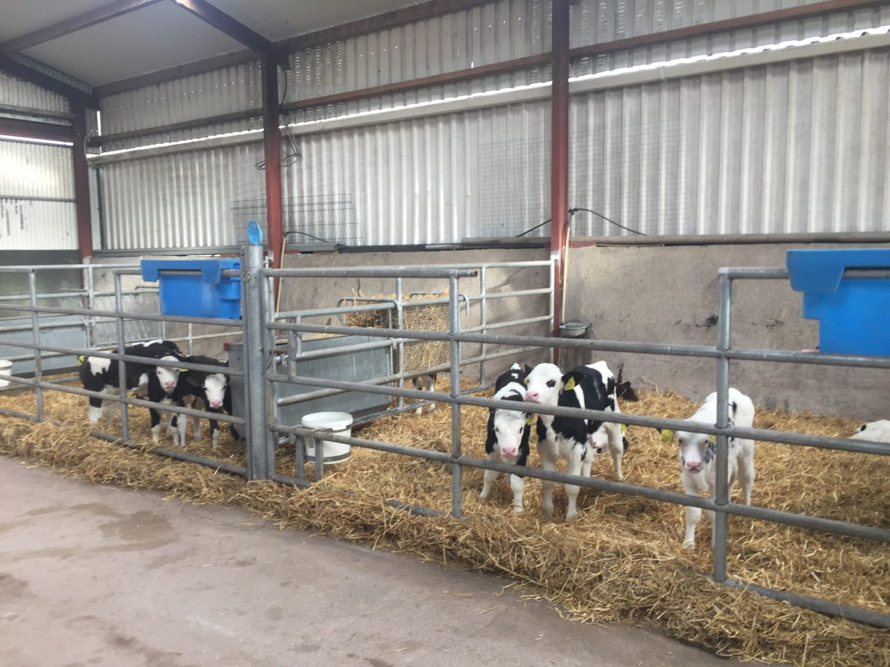 Dairy registrations up 5% on 2017